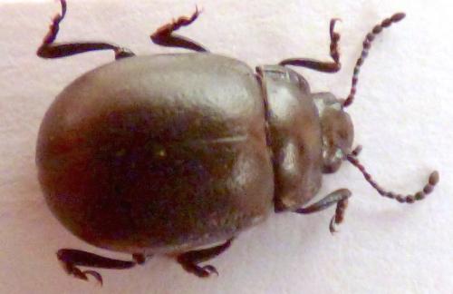 Réf. 242 343 : Chrysolina carnifex