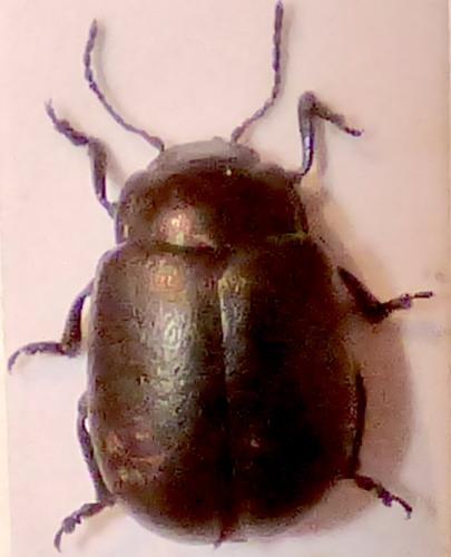Chrysolina carnifex melanaria