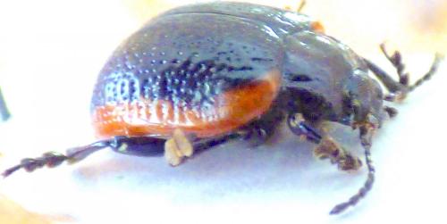 Chrysolina gypsophilae