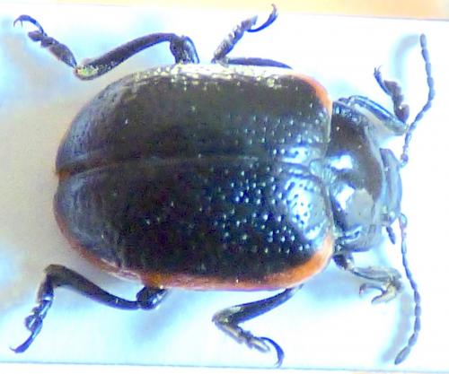 Chrysolina gypsophilae