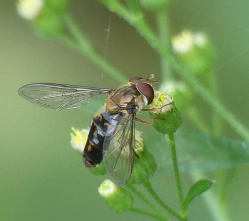 Réf. 242 750 : Episyrphus balteatus