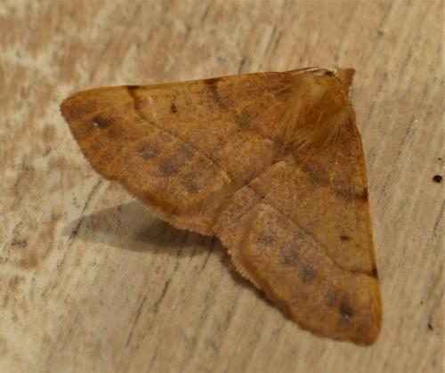 Réf. 242 749 : Colotois pennaria