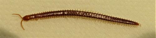 Geophilus easoni