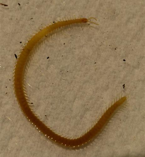 Réf. 242 818 : Stigmatogaster subterranea