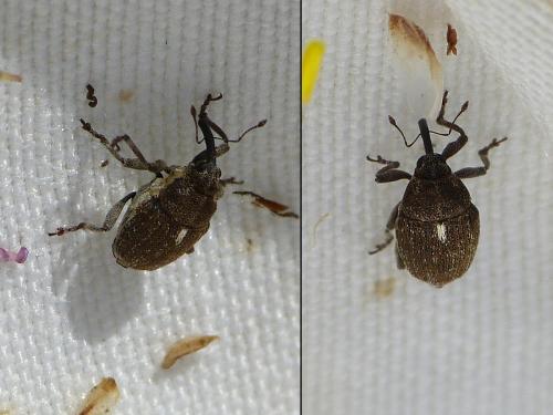 Glocianus distinctus