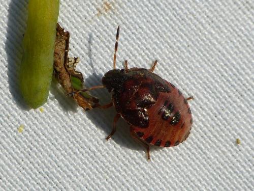 Réf. 242 162 : Peribalus strictus vernalis