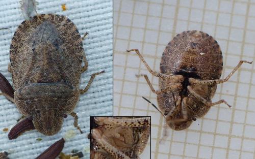 Sciocoris homalonotus