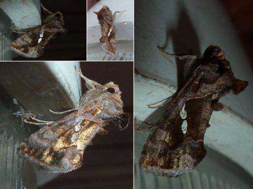 Réf. 242 229 : Chrysodeixis chalcites