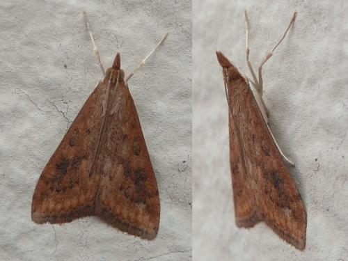 Réf. 242 348 : Udea ferrugalis