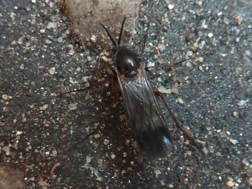 Greenomyia mongolica