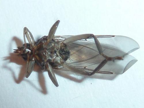 Pseudolynchia canariensis