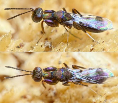 Heydenia pretiosa