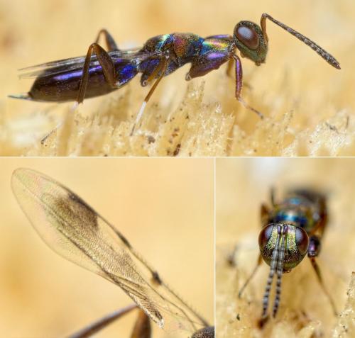 Heydenia pretiosa