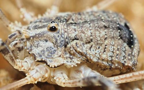 Odiellus spinosus