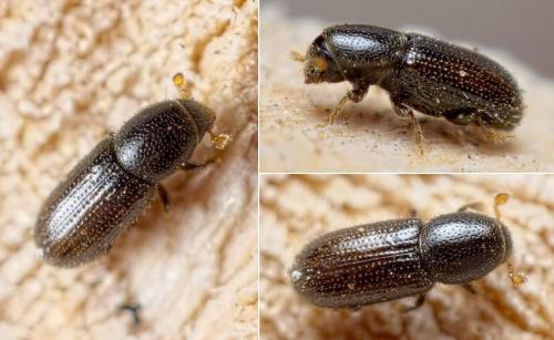 Crypturgus pusillus
