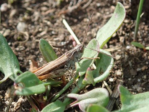 Réf. 242 181 : Omocestus haemorrhoidalis haemorrhoidalis