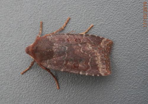 Réf. 242 003 : Conistra ligula