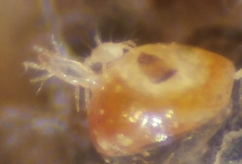Réf. 242 096 : Pyemotes tritici