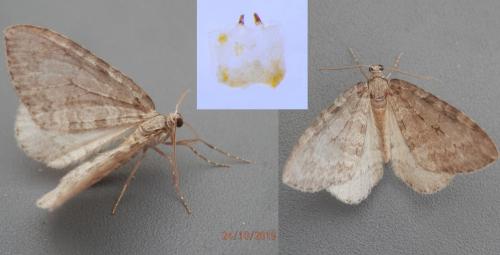 Epirrita christyi