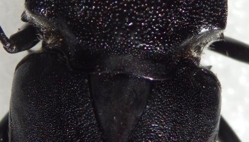 Neomegaderus stigma