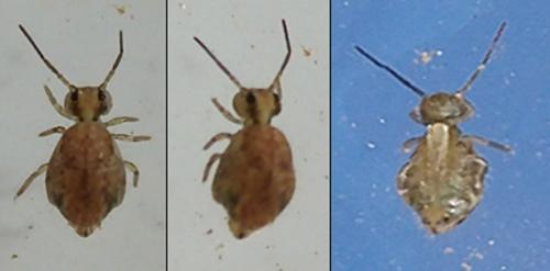 Sminthurus viridis