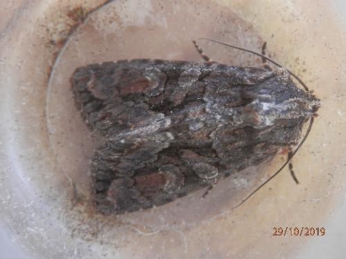 Réf. 242 679 : Dryobotodes tenebrosa
