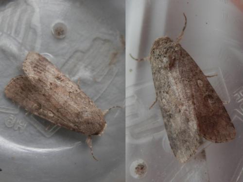 Réf. 242 964 : Spodoptera cilium