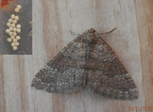 Larentia malvata