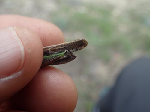 Aiolopus sp.