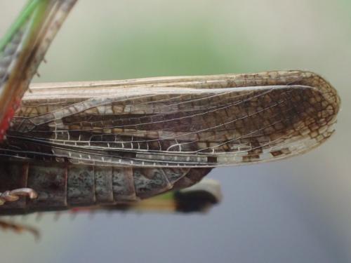 Aiolopus sp.