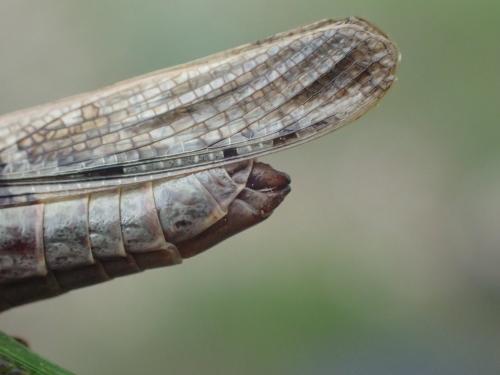 Aiolopus sp.
