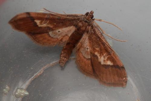 Hydriris ornatalis