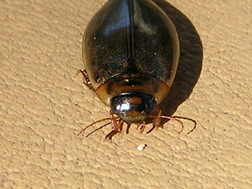 Rhantus suturalis