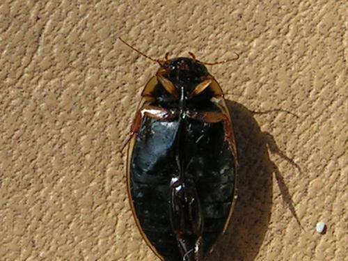 Rhantus suturalis