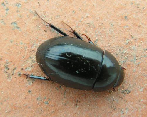 Réf. 242 796 : Limnoxenus niger