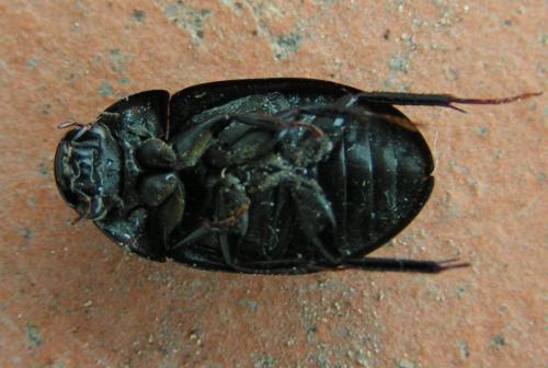 Réf. 242 797 : Limnoxenus niger