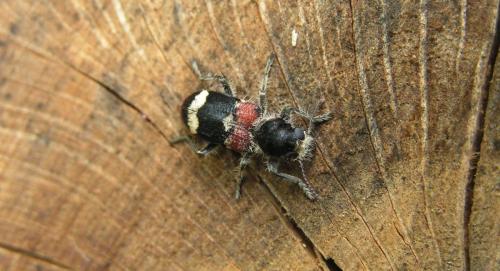 Clerus mutillarius