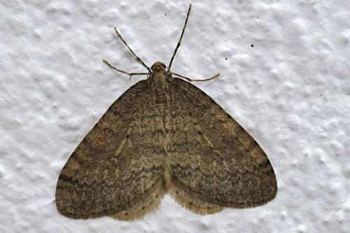 Réf. 242 830 : Operophtera brumata
