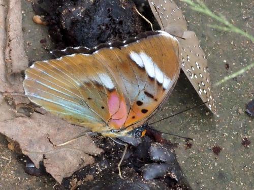 Euphaedra sp.