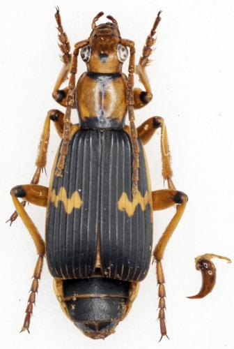 Pheropsophus cinctus
