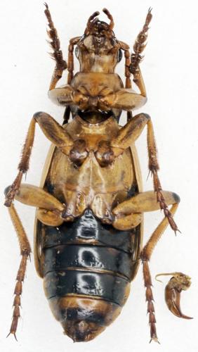 Pheropsophus cinctus
