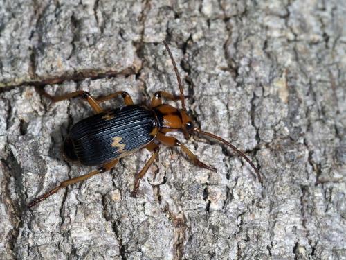 Pheropsophus cinctus