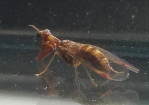Réf. 242 409 : Mantispa styriaca