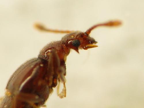 Brachygluta alpina