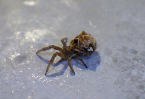 Hyptiotes flavidus