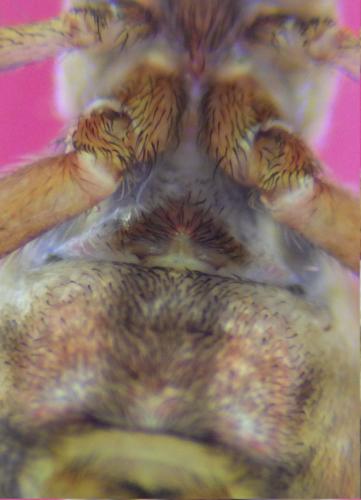 Hyptiotes flavidus