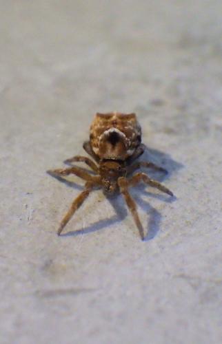 Hyptiotes flavidus