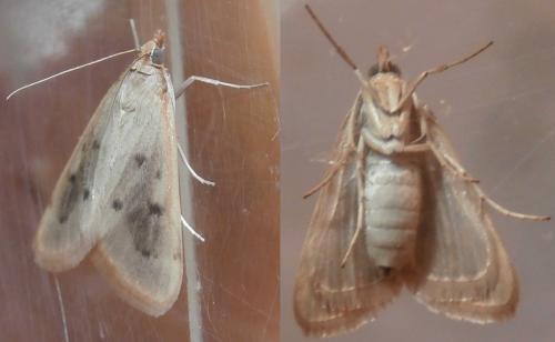 Achyra nudalis