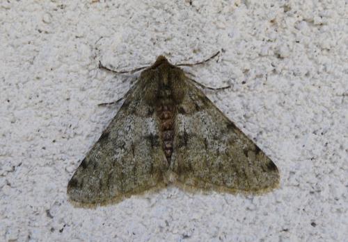 Réf. 242 974 : Phigalia pilosaria