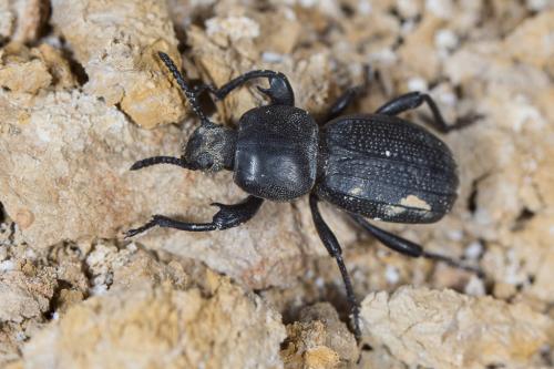 Réf. 242 835 : Scaurus uncinus